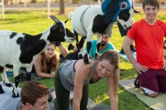 IMG_2764_websize goat-yoga cow cuddling Arizona