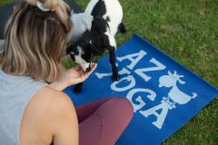 IMG_2776_websize goat-yoga cow cuddling Arizona