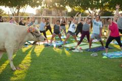 IMG_2817_websize  goat-yoga cow cuddling Arizona