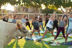 IMG_2818_websize goat-yoga cow cuddling Arizona