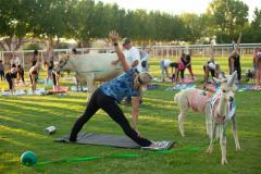 IMG_2824_websize goat-yoga cow cuddling Arizona