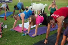 IMG_2836_websize goat-yoga cow cuddling Arizona