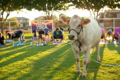 IMG_2860_websize goat-yoga cow cuddling Arizona