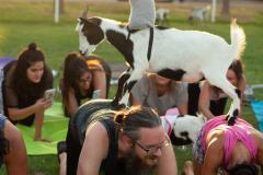 IMG_2935_websize goat-yoga cow cuddling Arizona