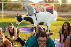 IMG_2938_websize goat-yoga cow cuddling Arizona