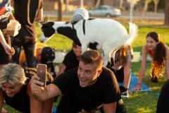IMG_2943_websize goat-yoga cow cuddling Arizona