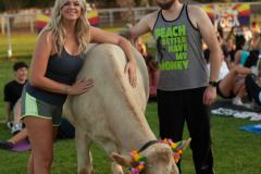 IMG_3017_websize goat-yoga cow cuddling Arizona