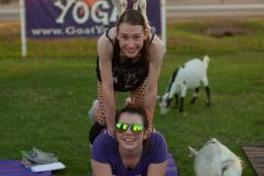 IMG_3062_websize goat-yoga cow cuddling Arizona