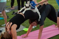 IMG_3108_websize goat-yoga cow cuddling Arizona