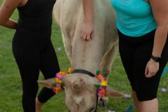 IMG_3117_websize goat-yoga cow cuddling Arizona