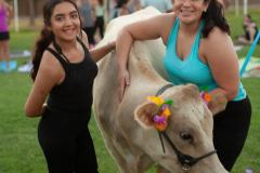 IMG_3121_websize goat-yoga cow cuddling Arizona