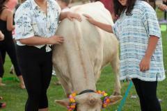 IMG_3129_websize goat-yoga cow cuddling Arizona