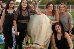 IMG_3176_websize goat-yoga cow cuddling Arizona
