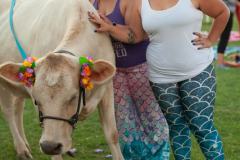 IMG_3191_websize goat-yoga cow cuddling Arizona