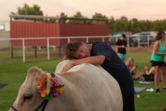 IMG_3230_websize goat-yoga cow cuddling Arizona