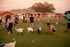 IMG_3272_websize goat-yoga cow cuddling Arizona