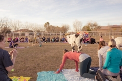 march-2019goat-yoga10kristinmerwin114march-2019