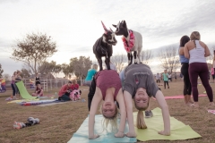 march-2019goat-yoga112kristinmerwin114march-2019