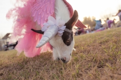 march-2019goat-yoga17kristinmerwin114march-2019