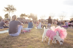 march-2019goat-yoga1kristinmerwin114march-2019