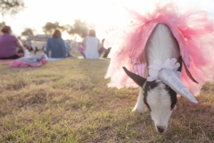 march-2019goat-yoga2kristinmerwin114march-2019