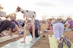 march-2019goat-yoga31kristinmerwin114march-2019