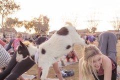 march-2019goat-yoga34kristinmerwin114march-2019