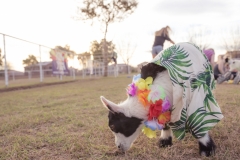 march-2019goat-yoga36kristinmerwin114march-2019