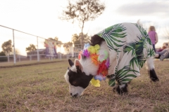 march-2019goat-yoga37kristinmerwin114march-2019