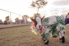 march-2019goat-yoga38kristinmerwin114march-2019