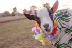 march-2019goat-yoga39kristinmerwin114march-2019