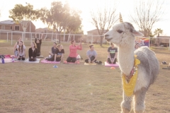 march-2019goat-yoga3kristinmerwin114march-2019