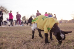 march-2019goat-yoga43kristinmerwin114march-2019