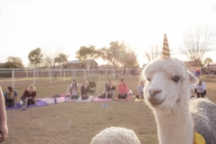 march-2019goat-yoga4kristinmerwin114march-2019