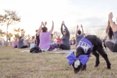 march-2019goat-yoga68kristinmerwin114march-2019
