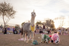 march-2019goat-yoga72kristinmerwin114march-2019