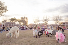 march-2019goat-yoga79kristinmerwin114march-2019