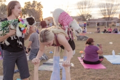 march-2019goat-yoga85kristinmerwin114march-2019