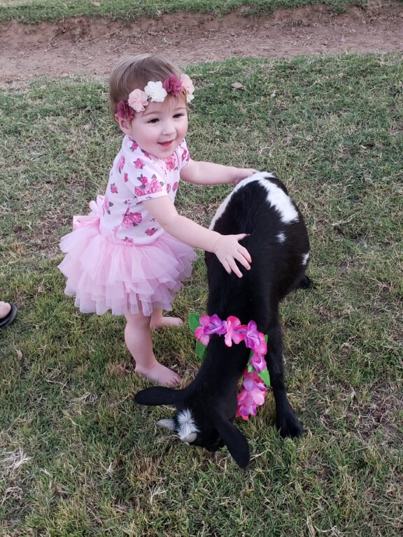 little girl in pink dress smiling hugging a black and white baby goat with a Hawaiian lei around his neck during a goat yoga class in Arizona