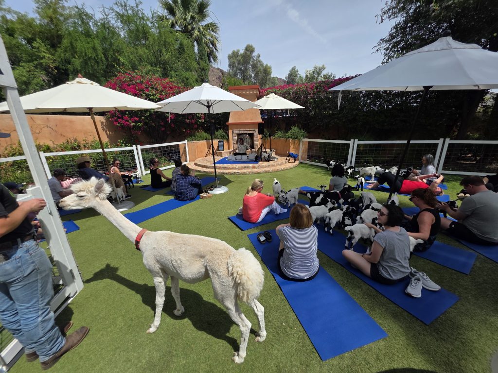 Goat Yogis beating the heat with the outdoor yoga tip of keeping in the shade