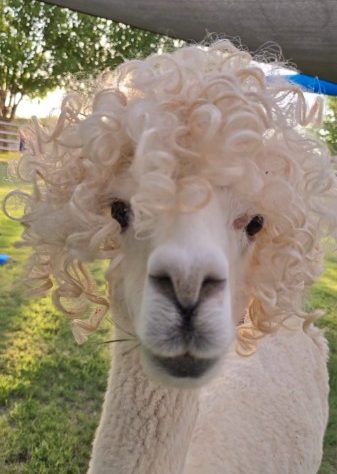 White alpaca wearing a wig.